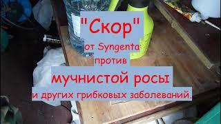 СКОР от Syngenta против мучнистой росы и других грибковых заболеваний.