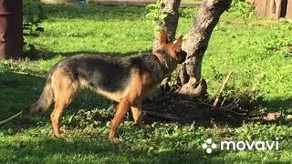 На хозяйстве с Гусями, Утками и помощницей овчаркой Терри
