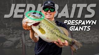 Giant Prespawn Bass on Jerkbaits