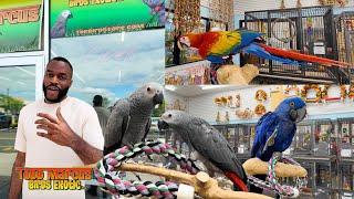 The Largest Parrot Store In The USA | Bringing Home My African Greys from Todd Marcus Birds Exotic