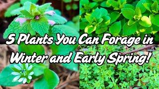 5 Backyard Plants You Can Forage In Winter & Early Spring (Medicinal and Edible)