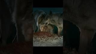 Will wolves hunt humans?#shorts #movie