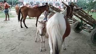 White Horses videos | Horse Market Sylhet Hat Bangladesh | BIPUL AGRO BD - 2022