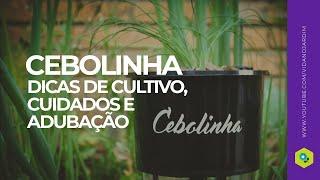 CEBOLINHA - DICAS DE CULTIVO, CUIDADOS e ADUBAÇÃO