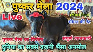 Pushkar Mela 2024 live | Pushkar Pashu Mela 2024 | Pushkar Mela 2024 | पुष्कर मेला 2024 लाइव वीडियो