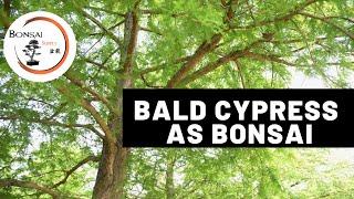 Bald Cypress as Bonsai | The Bonsai Supply