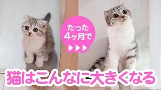 祝ハーフバースディ！愛猫ぐうの成長記録ダイジェスト［スコティッシュフォールド・ぐう］