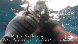 Azores 38°N - Spearfishing in Winter 2016