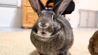 Dramatic Rabbit Makes a Fuss Over Garden Vegetable! 