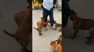 ️ Cute, Funny, Evil MALINOIS puppies