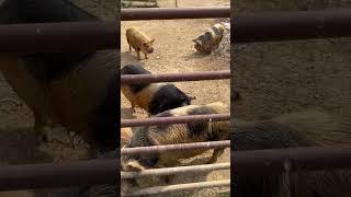 Pigs are handling the heat | #farmlife #homesteading #kunekune #weather #heat