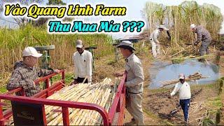 Lindo Chạy Vào Quang Linh Farm Thu Mía Số Lượng Lớn Để Làm Gì ?