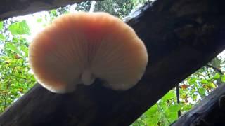 Rhodotus palmatus