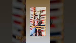 The Great maharaja showroom khamnor #maharaja#maharana#gorabadal
