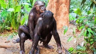 The Raw Power of Animals Mating | When Nature Calls