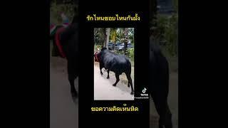 ชอบไหรกันคับ #ดูวัวชน #พี่เสือแดนใต้ #พี่เสือวัวชน #วัวชนวันนี้ #วัวชนสด #วัวชน #ถ่ายทอดสดวัวชน
