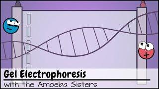 Gel Electrophoresis