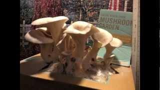 Oyster Mushroom Timelapse (Back to the Roots Mushroom Garden)