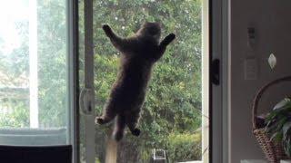 Cats Mission Impossible - Cat jumps onto screen door for better view. (Original)