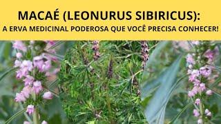 MACAÉ (LEONURUS SIBIRICUS): A ERVA MEDICINAL PODEROSA QUE VOCÊ PRECISA CONHECER!