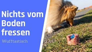 So gewöhnst du deinem Hund ab, Dinge vom Boden zu fressen 