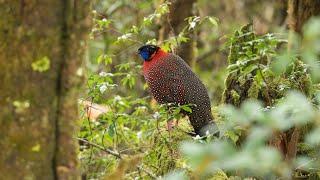 Birding in Bhutan 2018: Nganglam to Paro via the Limithang Road