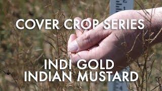 Indi Gold Indian Mustard: Noble Cover Crop Series