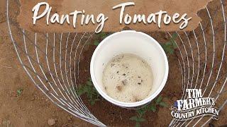 NEW WAY to Plant Tomatoes in Your Garden!