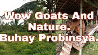 Goats and Nature in Zamboanga del Norte Mindanao Philippines