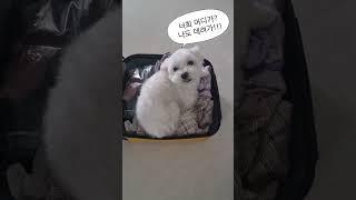 콩이의 하루일상
