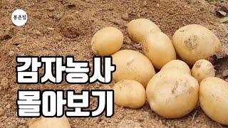 봉춘팜 농사과정 | 감자농사 과정 한번에 몰아보기 | 수미감자 두백감자