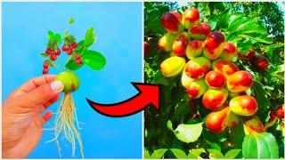 great simple method grow Jujube  from Jujube rooting