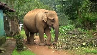 The Elephant In The Road—Western Ghats On The Edge—Episode 01