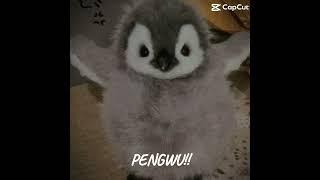 Welcome to the Pengwu channel￼