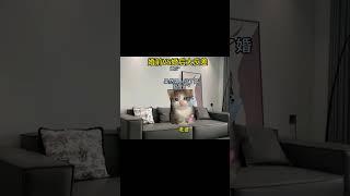 #猫meme小剧场 #猫meme #猫meme搞笑剧情 #猫meme剧场