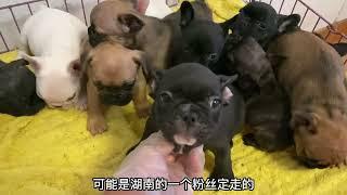 纯种法国斗牛犬价格多少？