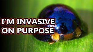 Steelblue Ladybird facts: shiny ladybugs, or lady beetles, whatever you say | Animal Fact Files