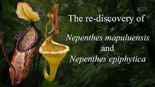 The re-discovery of Nepenthes mapuluensis and Nepenthes epiphytica