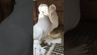 New post white loton pigeon #whatsappstatus #kabootar #youtubeshorts #samar loft