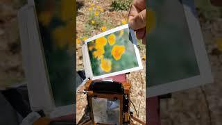 California poppies and expired Fujifilm FP-100c instant film. #believeinfilm #nature