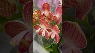 ОРХОКРАСА#phalaenopsis #beautiful  #orchid ЕПІЦЕНТР, Дніпровська набережна