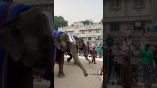 Elephants infront of Tirumala Devasthanam #viral #elephants #tirumala #tirupati #venkateswara#song