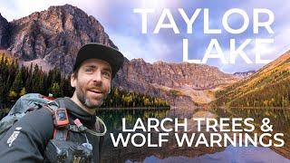 Taylor Lake and Panorama Ridge - Wolf Warnings and Larch Trees