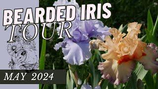 GARDEN QUICKIE: 2024 BEARDED IRIS TOUR