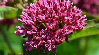 EcoBeneficial Tips: Milkweeds for Monarchs