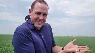 3 Facts about SY Manness from FP Genetics -June 19, 2023