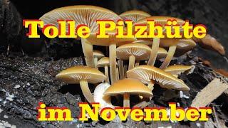 Pilzsuche November - Tolle essbare Pilzhüte und viele Folgezersetzer - Bernhards Pilzkanal