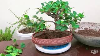 Ficus Bonsai Tree Repotting | Bonsai Soil