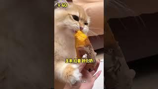 穷养猫，最省能把钱省成啥样。 #穷养猫 #新手养猫 #省钱养猫 #科学养猫 #猫咪