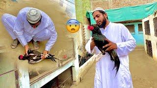 Hmara Favourite Kalo Sakht Mushkil MenAseel Farm Men Udasi